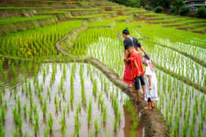 Stroll to the rice terraces & meet the locals