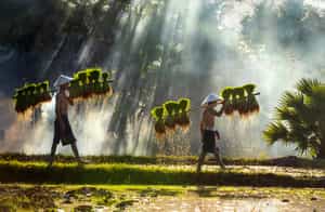 Experience farming activity in the rice fields