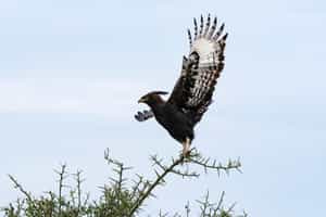 Witness Crested Eagles up close in the amazon