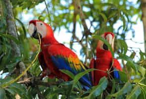 Try the tropical bird adventure in Collpa Chuncho