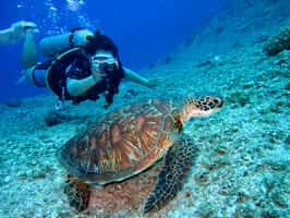 Go snorkeling or scuba diving in the lagoons