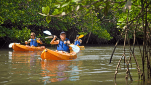 Kayak in the mangrove forests of Andaman Islands
