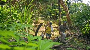 Hike the trails of Andaman Islands