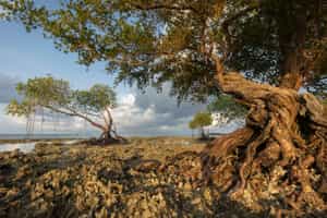 Discover the unique islands of the Andaman Islands