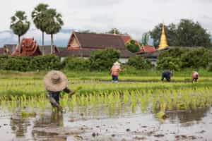 Visit a rice farm in Chiang Mai