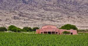 Try the Bodega El Cese winery experience