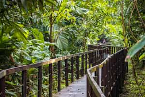 Hike the trails of Cahuita National Park