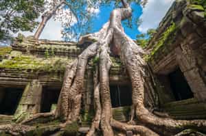 Explore the jungle clad Ta Prohm temple 