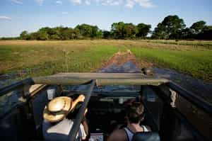 Observe alligators in the night on a 4x4 tour