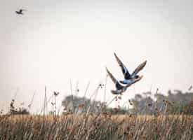 Spot the  birds in La Bandada with a guide