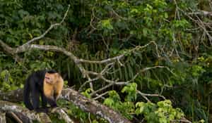 Explore the wonders of Soberania National Park