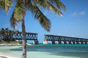 Spot dolphins at Bahia Honda State Park