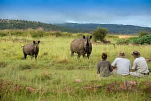 Track white rhinos in Welgevonden Game Reserve