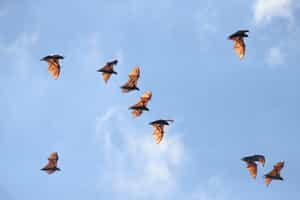 Spot the flying foxes of Komodo 