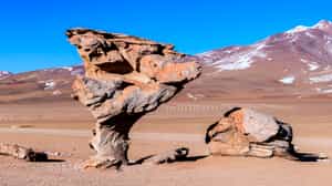 Explore the Siloli Desert & see the Arbol de Piedra