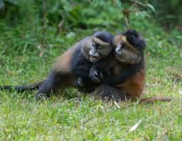 See golden monkeys in Mgahinga on a forest walk