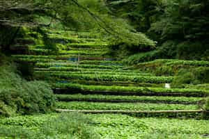 Visit wasabi fields in Izu Peninsula