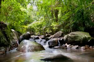 Take a rain forest Hike to Bang Pae Waterfall