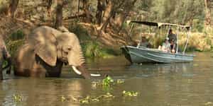 Float down the Zambezi on a sunset boat safari