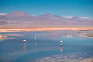 Explore the Chaxa Lagoon in Salar de Atacama