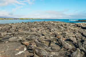 Meet the residents in Fernandina's Espinoza Point 
