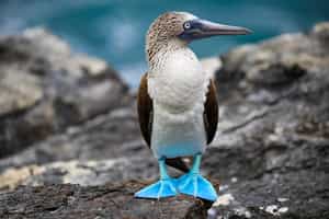 Spot the Blue Footed Boobies of Galapagos
