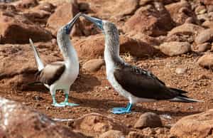 Spot the Blue Footed Boobies of Galapagos