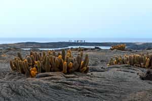 Discover the lava fields of the Galapagos islands