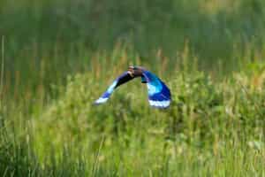 Go birdwatching in Bandhavgarh National Park