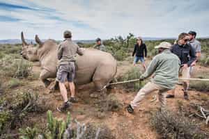 Go on a rhino monitoring drive at Ecca Lodge