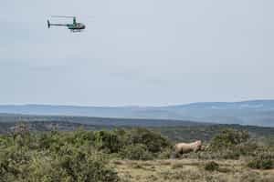 Rhino monitoring drive at Kwandwe Fort House