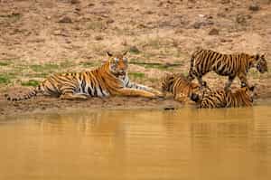Visit Panna National Park