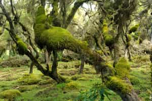 Discover the unique forests in the Bale Mountains