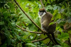 Spot the various monkeys of Bale Mountains
