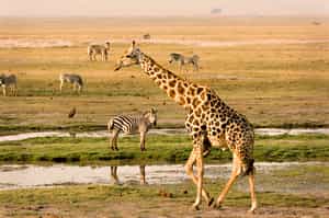 Chobe National Park