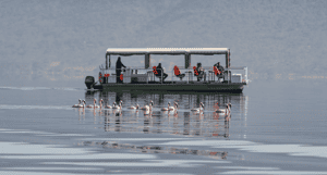 Take a boat safari on Lake Nakuru