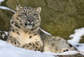 Embark on the Snow Leopard tracking adventure
