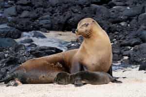 Spot the sea lions of La Lobería beach