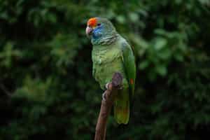 Go on a birding safari in Ilha Grande
