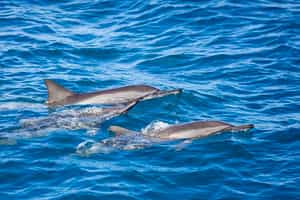 See dolphins on a cruise in Fernando de Noronha