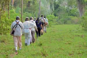 Hike through the wetlands of Northern Pantanal