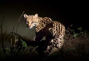 Spot Northern Pantanal's nocturnal wildlife