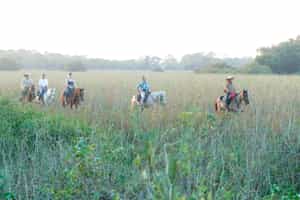 Explore Northern Pantanal on horseback