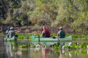 Go on a canoe safari in Southern Pantanal 