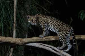 Go on a night safari in Southern Pantanal