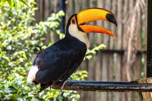 Visit The Bird Park near Iguazu Falls