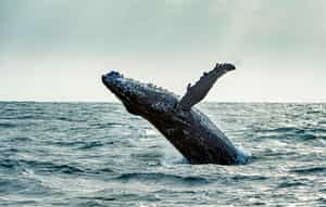 Spot whales from cliff-top vantage points at GweGwe