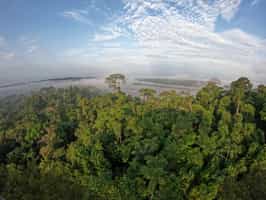 Take in the Amazon views on an observation tower
