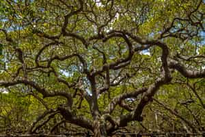 See the largest cashew tree, Cashew of Pirangi