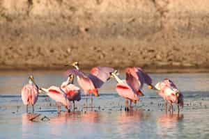 See wildlife on a jeep safari in Northern Pantanal